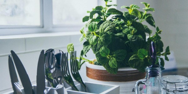 Jak hodować zioła w kuchni?