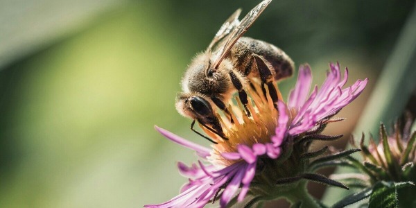 Rośliny miododajne, czyli co siać dla pszczół?
