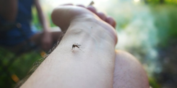 Co odstrasza komary w ogrodzie?