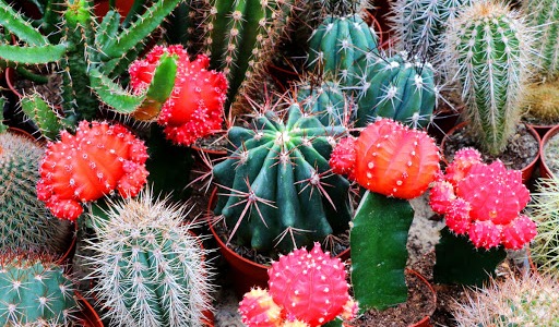 Jak dbać o kaktusy?