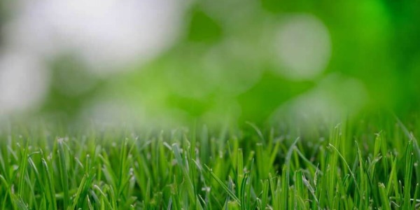 10 kroków do idealnego trawnika w Twoim ogrodzie, część 2