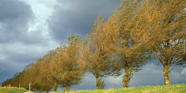 Jakie drzewa sadzić, by chroniły dom przed wiatrem?