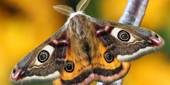 Kompendium wiedzy o owadach w Twoim ogrodzie, część 3