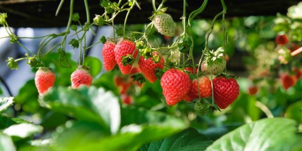Najpopularniejsze owoce ogrodowe - jak je hodować?