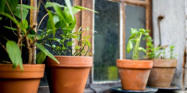 Jak dobierać donice ogrodowe do roślin?