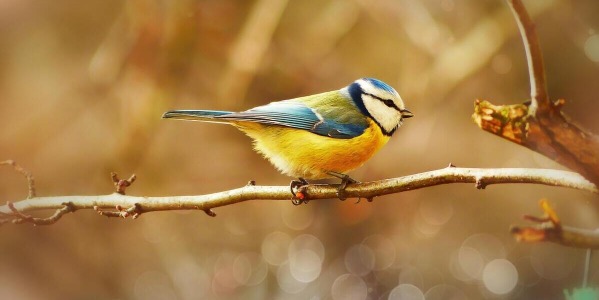 Jak dbać o ptaki w ogrodzie? | Ogród przyjazny ptakom