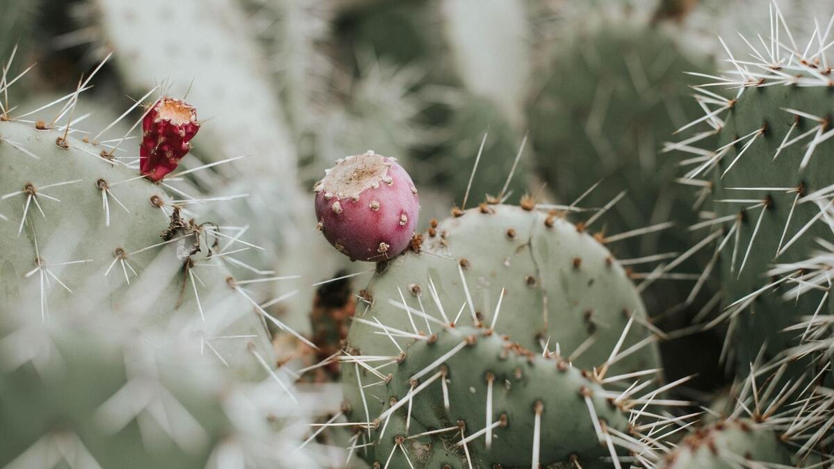 Zimowanie kaktusów - Co warto wiedzieć?