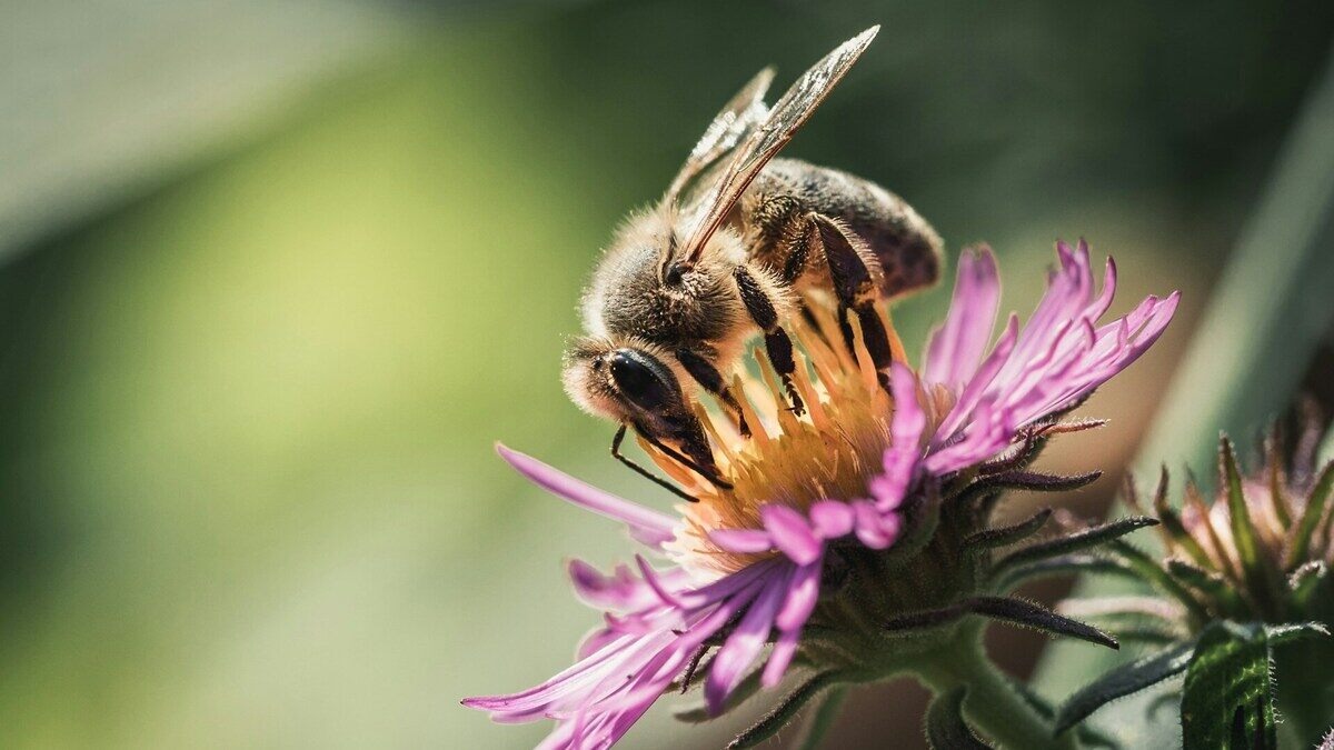 Rośliny miododajne, czyli co siać dla pszczół?