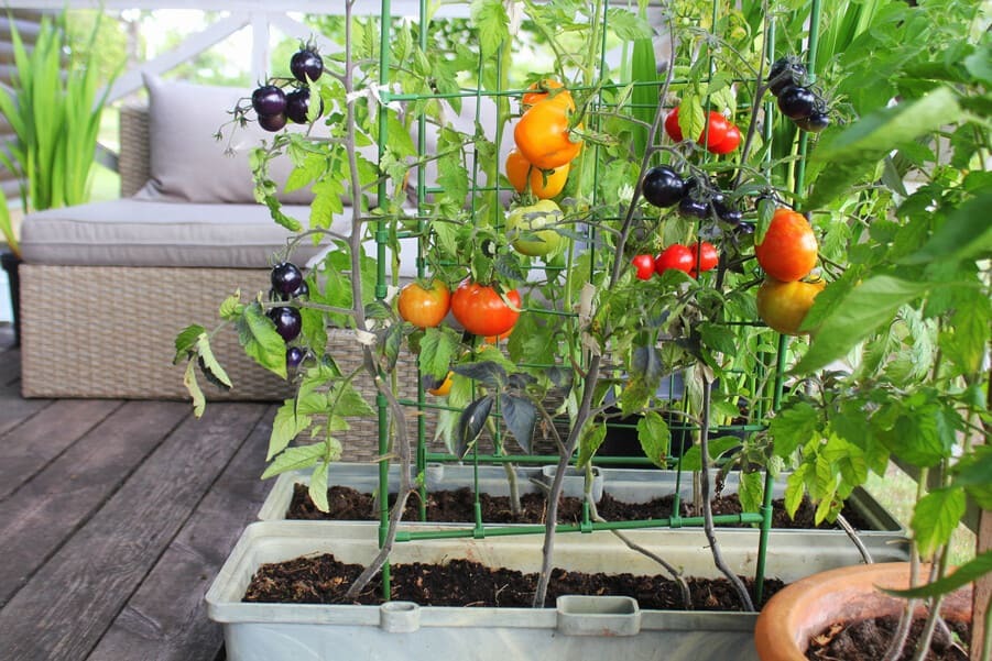 10 warzyw do uprawy w ogródku, część 1.