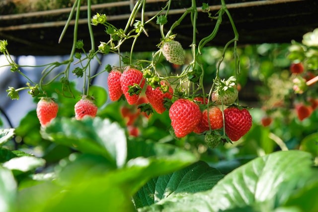 Najpopularniejsze owoce ogrodowe - jak je hodować?