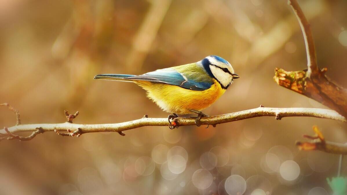 Jak dbać o ptaki w ogrodzie? | Ogród przyjazny ptakom