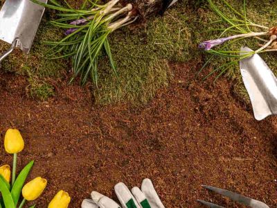 Marzec w ogrodzie: lista prac do zrobienia