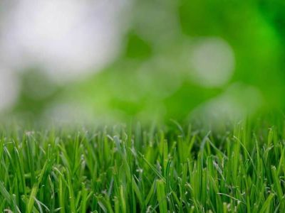 10 kroków do idealnego trawnika w Twoim ogrodzie, część 2