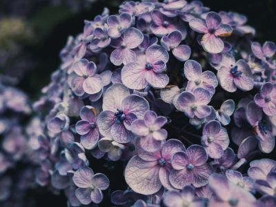 Hortensje — jak poprawnie dbać o te rośliny?