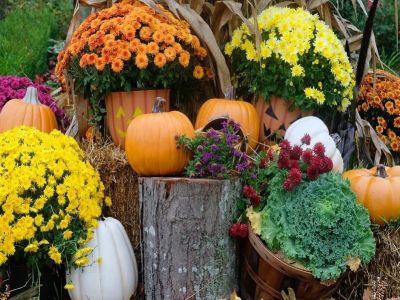 Jak zaplanować jesienny ogród?