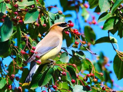 Jak sadzić kwiaty w ogrodzie, by były przyjazne zwierzętom?