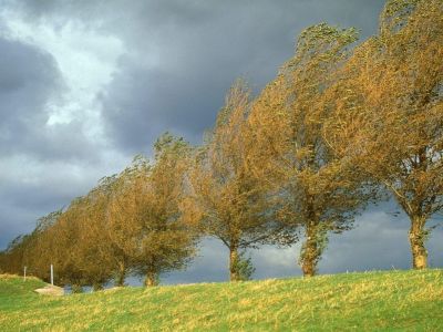 Jakie drzewa sadzić, by chroniły dom przed wiatrem?