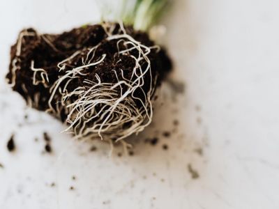 Wszystko, co musisz wiedzieć o przesadzaniu roślin