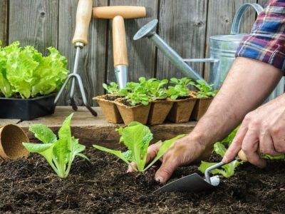 Jak stworzyć ogród w cieniu?