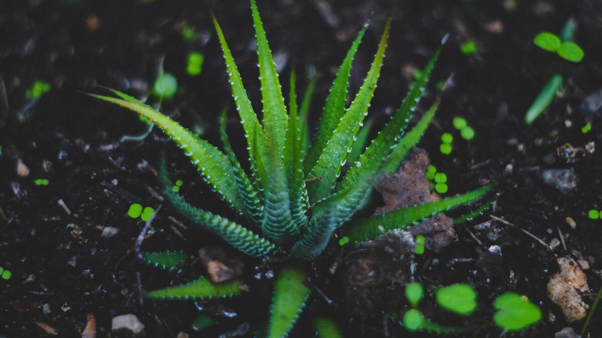 Jak dba o aloes? - HMGarden