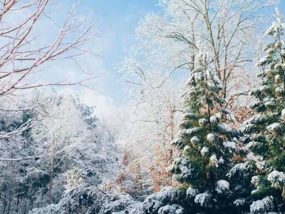 Jak przygotować ogród na zimę? | Ogród zimą