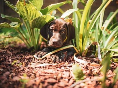 Rośliny, których należy unikać posiadając psa