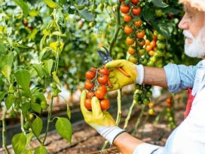 Uprawa pomidorów pod folią | Co warto wiedzieć?