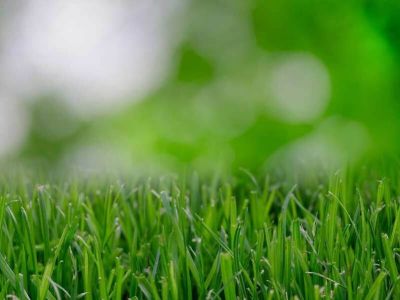 10 kroków do idealnego trawnika w Twoim ogrodzie, część 2