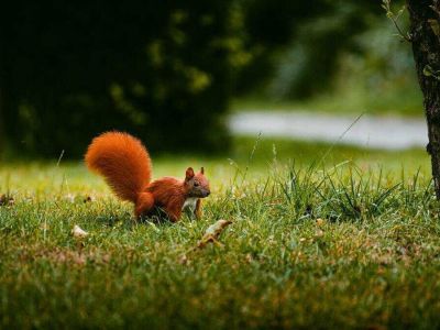Wiewiórka w ogrodzie – szkodzi czy pomaga?