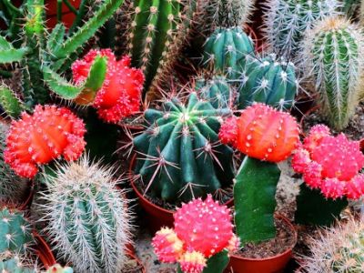 Jak dbać o kaktusy?