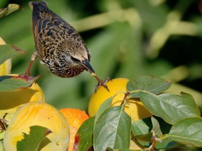 Jak stworzyć ogród jadalny przyjazny dzikim zwierzętom?