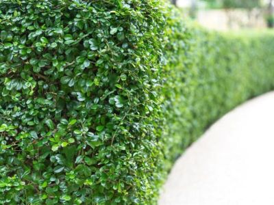 3 kroki do pięknego żywopłotu