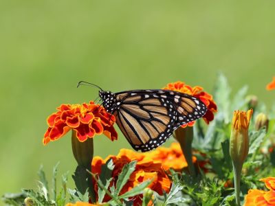 Kompendium wiedzy o owadach w Twoim ogrodzie, część 1