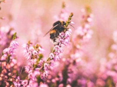 Jak dbać o pożyteczne owady w ogrodzie?