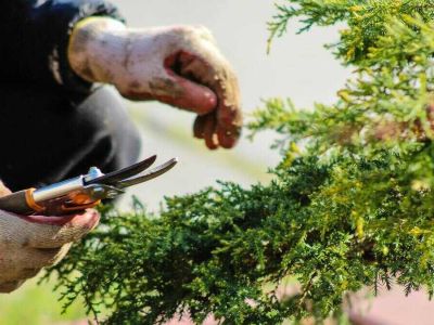 Narzędzia do przycinania – 3 niezbędniki ogrodowe