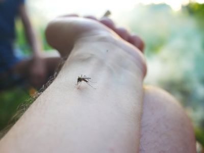 Co odstrasza komary w ogrodzie?