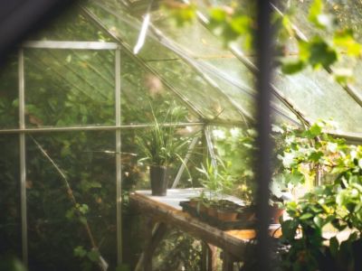 Własna szklarnia ogrodowa: czy warto w nią inwestować?