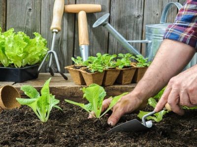 Jak stworzyć ogród w cieniu?