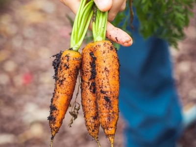 Uprawa marchwi: Praktyczne wskazówki