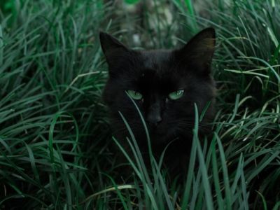 Ogród przyjazny kotom