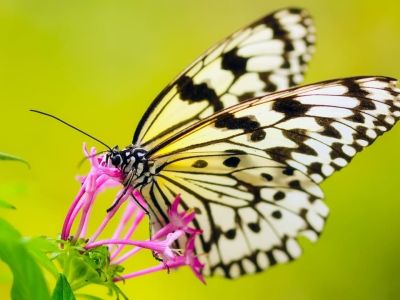 Kompendium wiedzy o owadach w Twoim ogrodzie, część 2