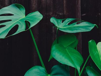 Monstera – Jak dbać?