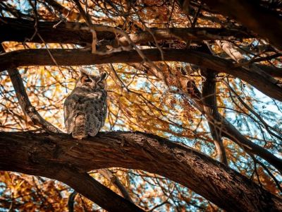 Dzikie zwierzęta w Twoim ogrodzie