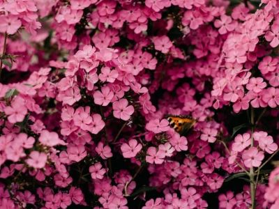 Efektowne rośliny do ogrodu