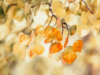 Jesień w ogrodzie | Jesienne prace ogrodowe