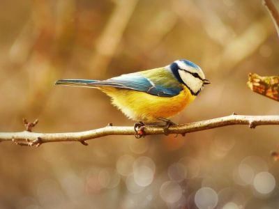 Jak dbać o ptaki w ogrodzie? | Ogród przyjazny ptakom
