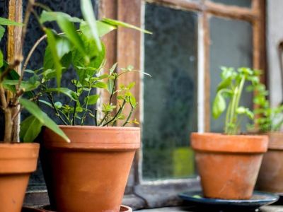 Jak dobierać donice ogrodowe do roślin?