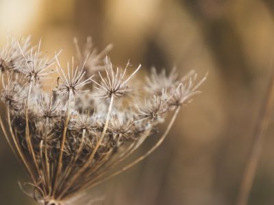 Jak rozpoznawać chwasty?