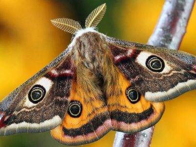 Kompendium wiedzy o owadach w Twoim ogrodzie, część 3