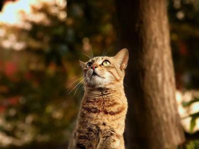 Kot w ogrodzie – jakich roślin unikać?